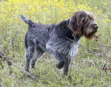 Click here for extended pedigree